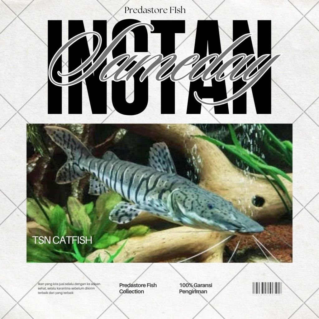 Tsn Catfish (TIGER SHOVELNOSE) - Garansi Pengiriman