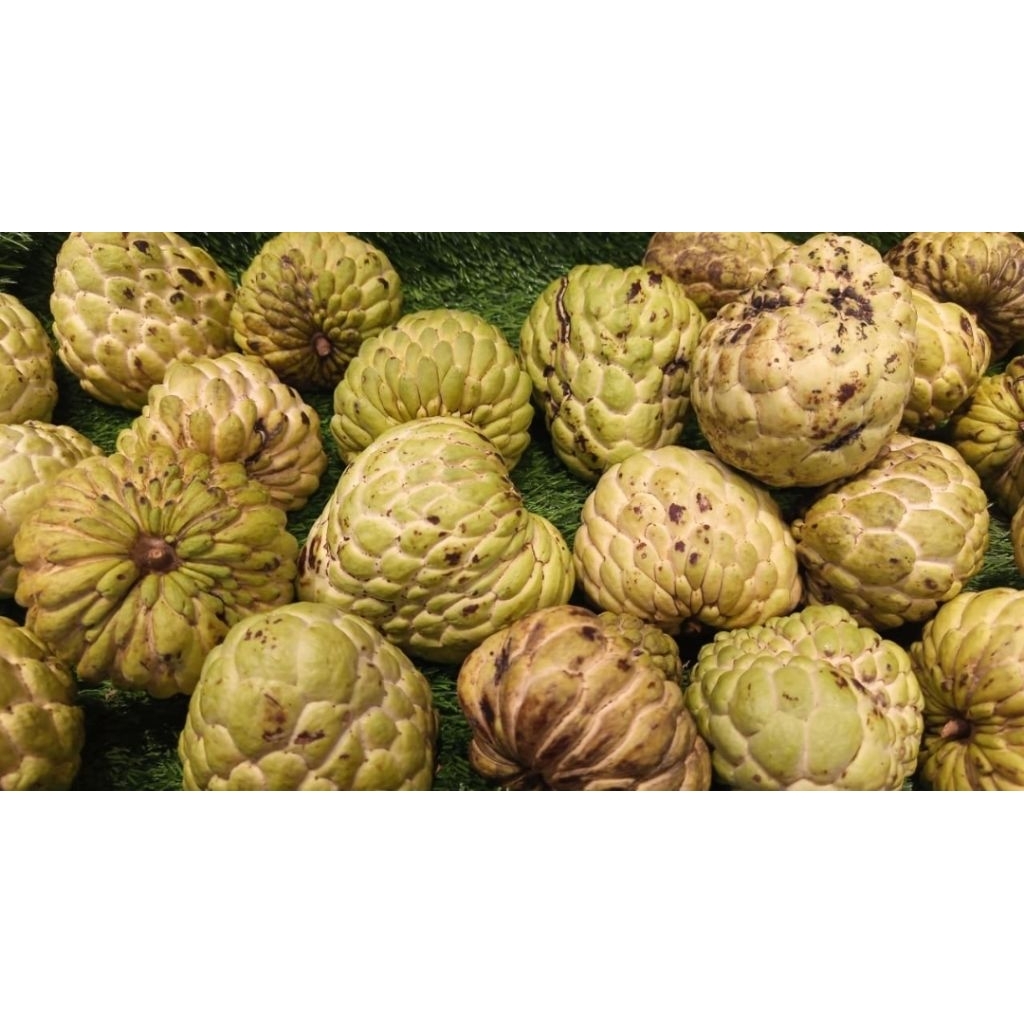 buah srikaya fresh 1 kg / srikaya manis fresh 1 kg