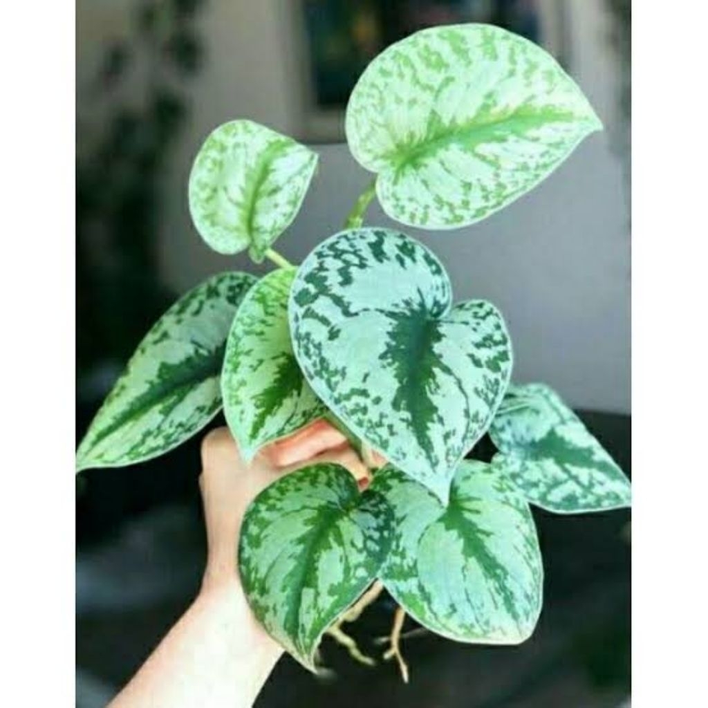 tanaman hias gantung scindapsus / tanaman hias gantung scindapsus pictus