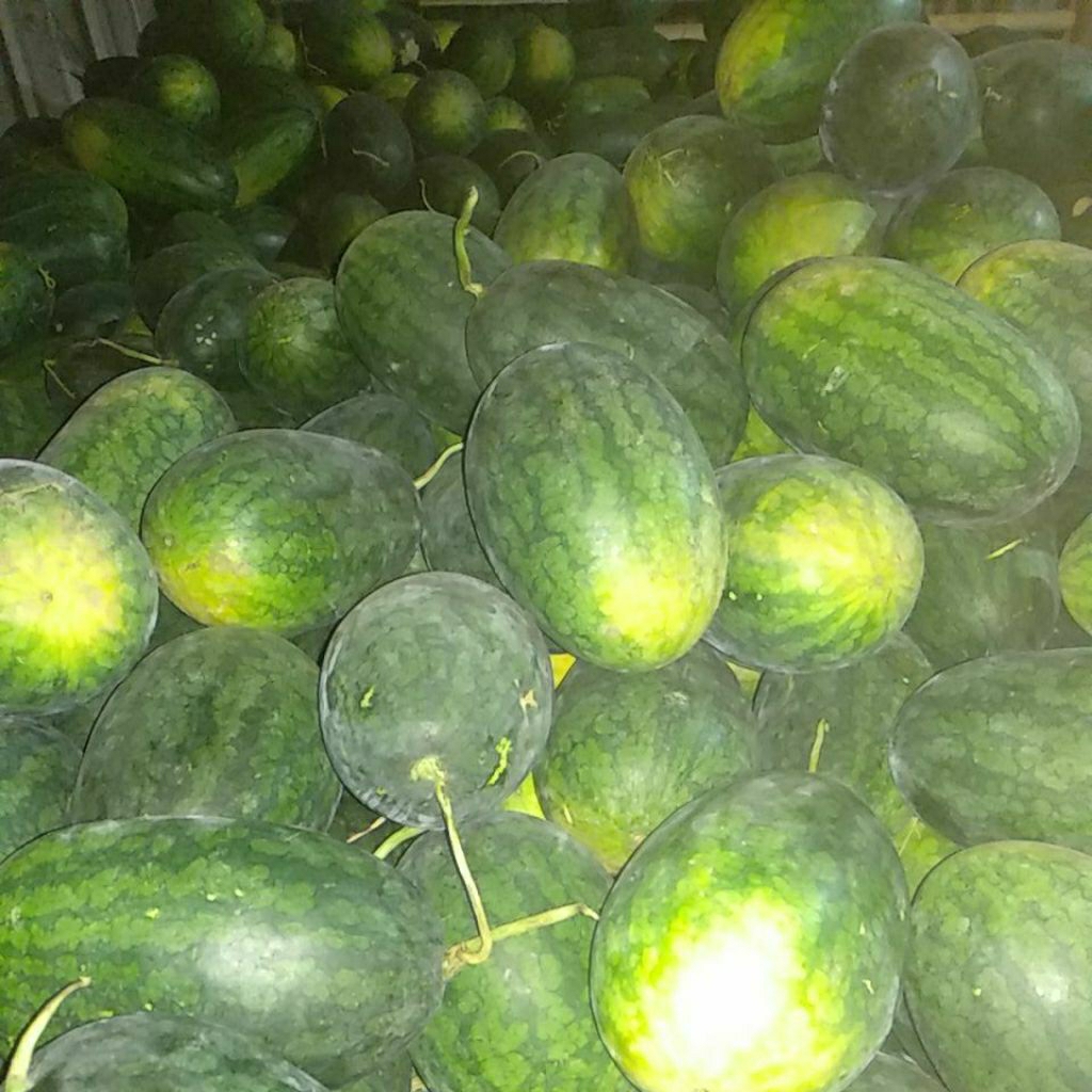 Semangka inul extim segar kulit tipis biji sedikit