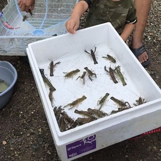 udang lobster air tawar segar ukuran 2 inci