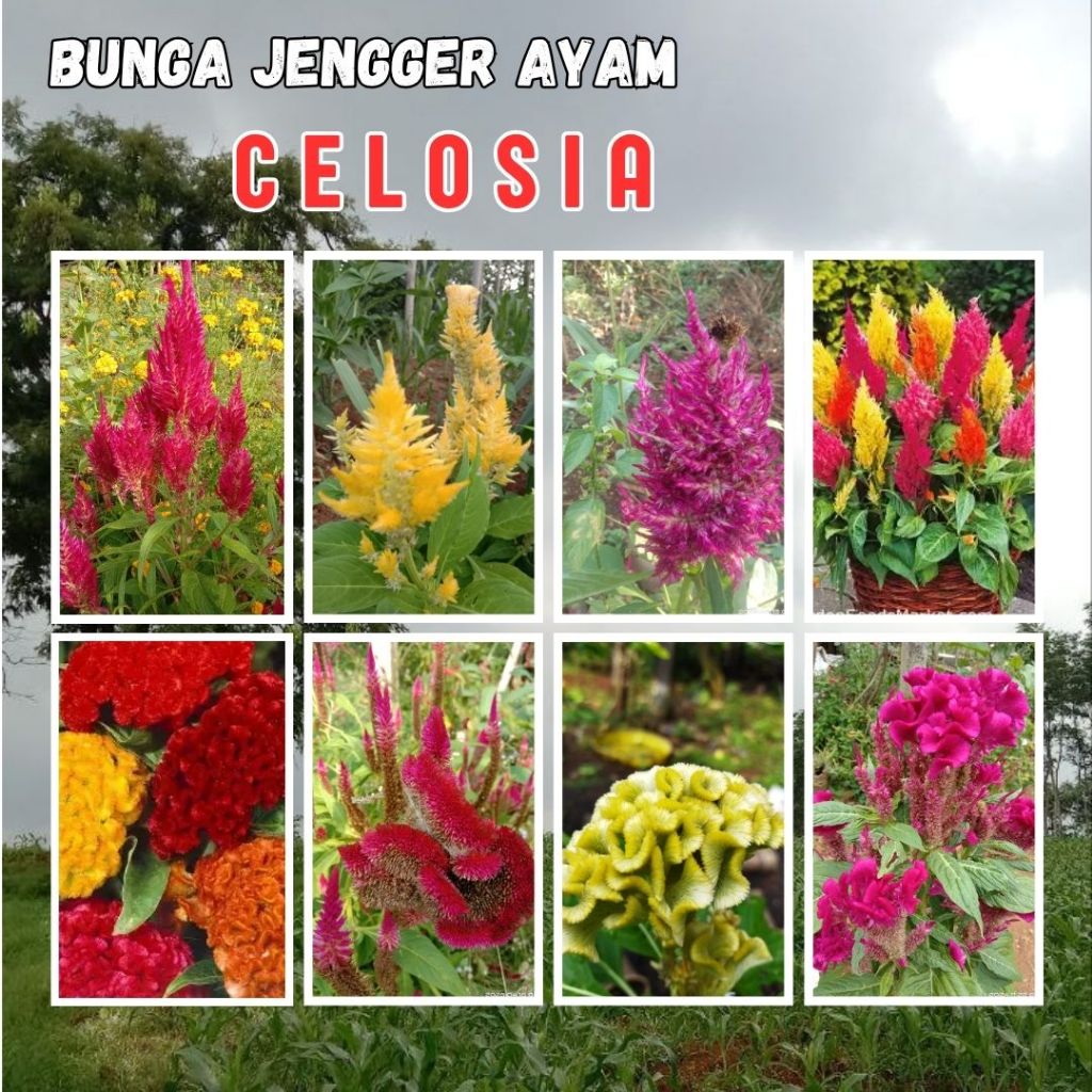 GG | 500 Benih  Bunga Celosia Plumosa Coral Cristata Jengger ayam Jawer Kotok Pilih Warna