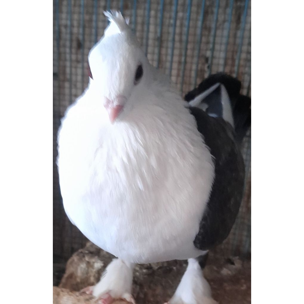 BURUNG MERPATI HIAS SANTINET JANTAN SATUAN "burung sesuai foto dan video"