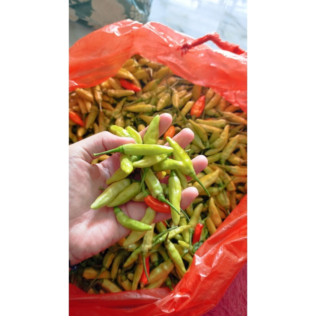 cabai rawit  premium