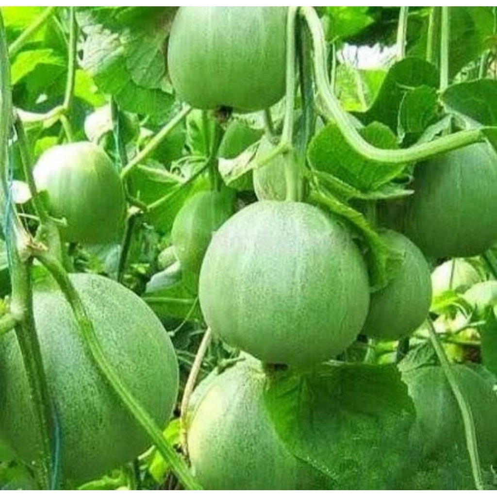 Biji benih tanaman melon hijau jepang