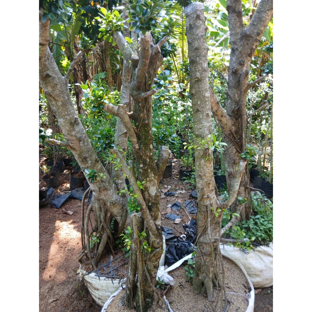 bonsai taman dolar mikro hiasan taman