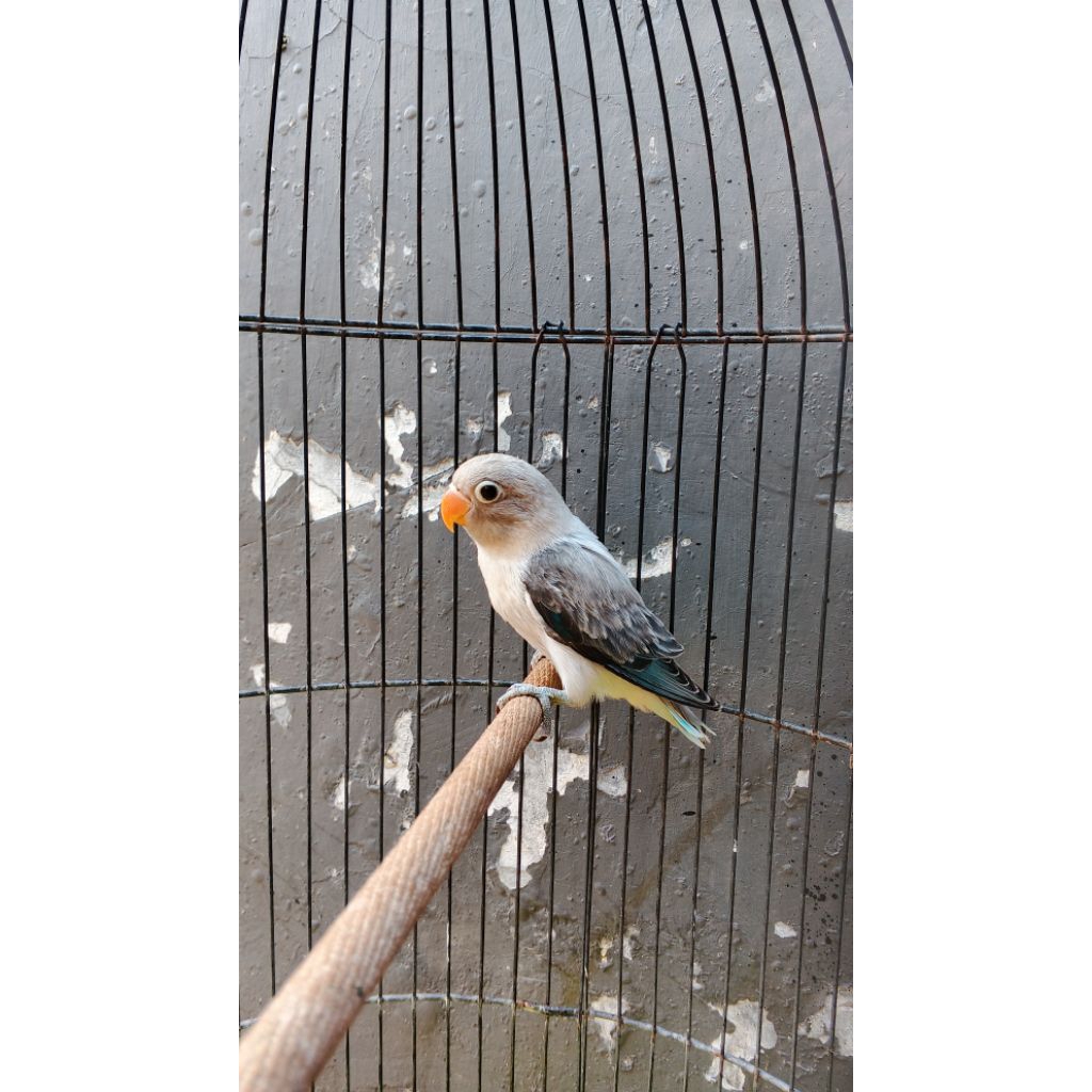burung Lovebird paud biola euwing blue