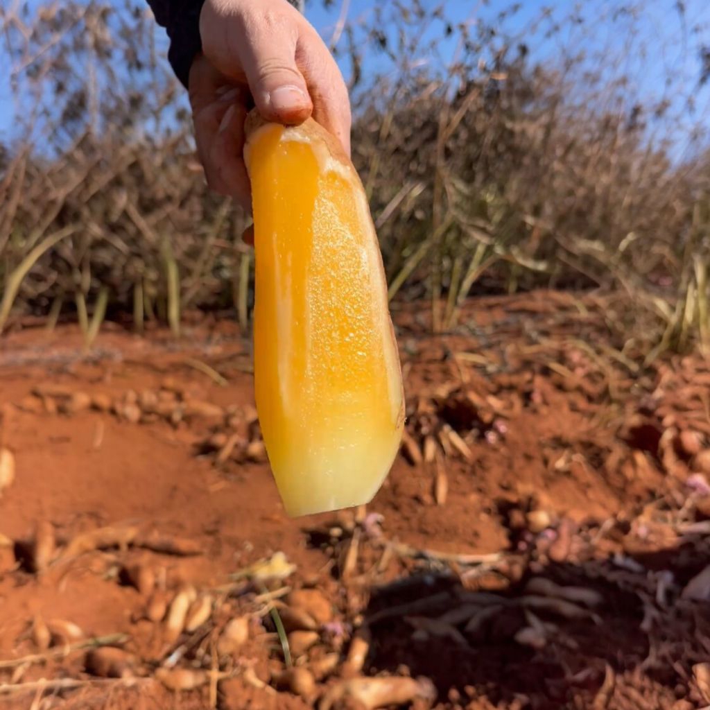 Ubi Yakon Mini Sehat Murah 1/2 kilo(Setengah Kilo) Garansi Jika Rusak/Busuk