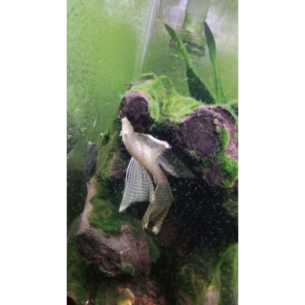 Ikan Brushmouth albino slayer L144 size 7-8cm