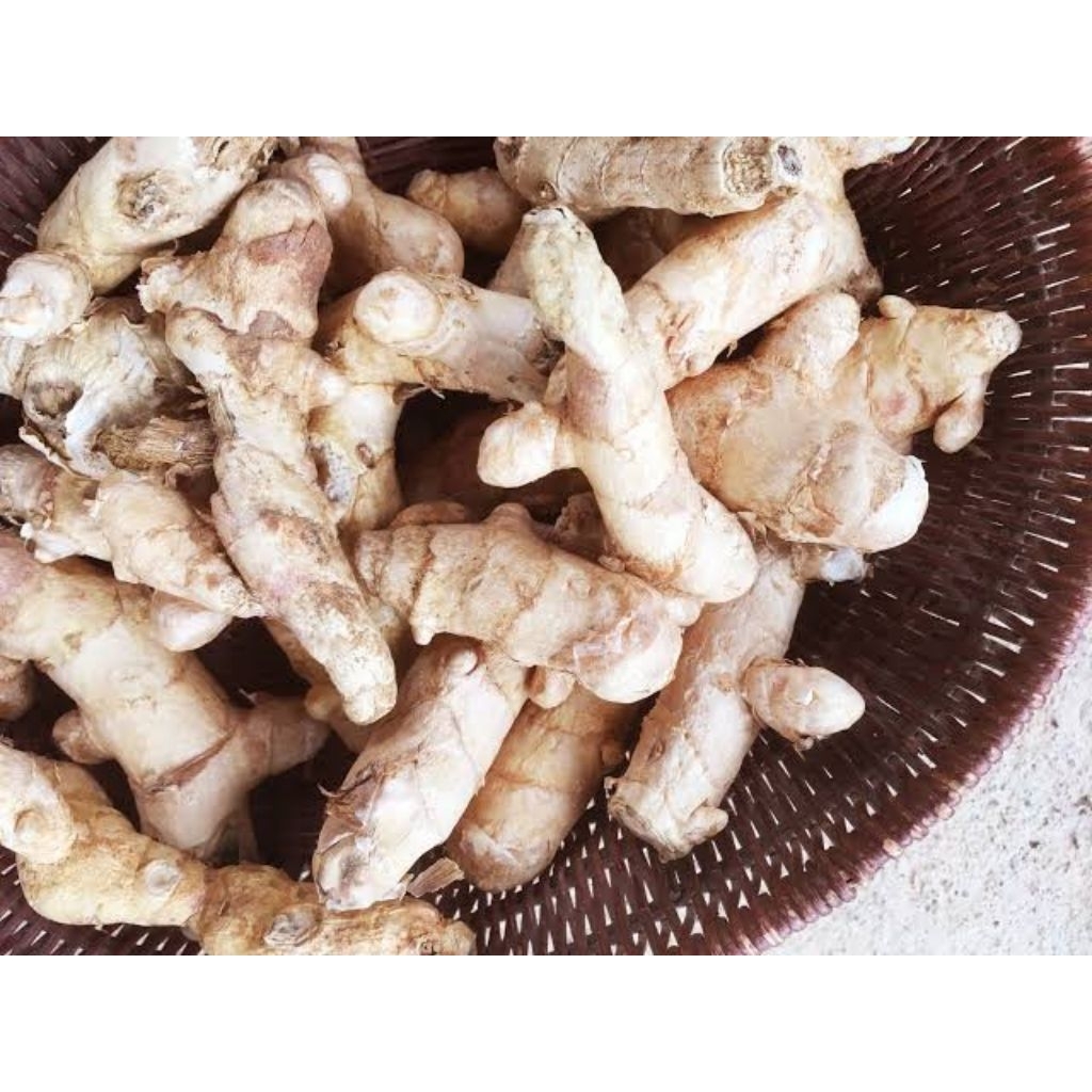 KUNYIT PUTIH SEGAR 1KG KUNYIT PUTIH