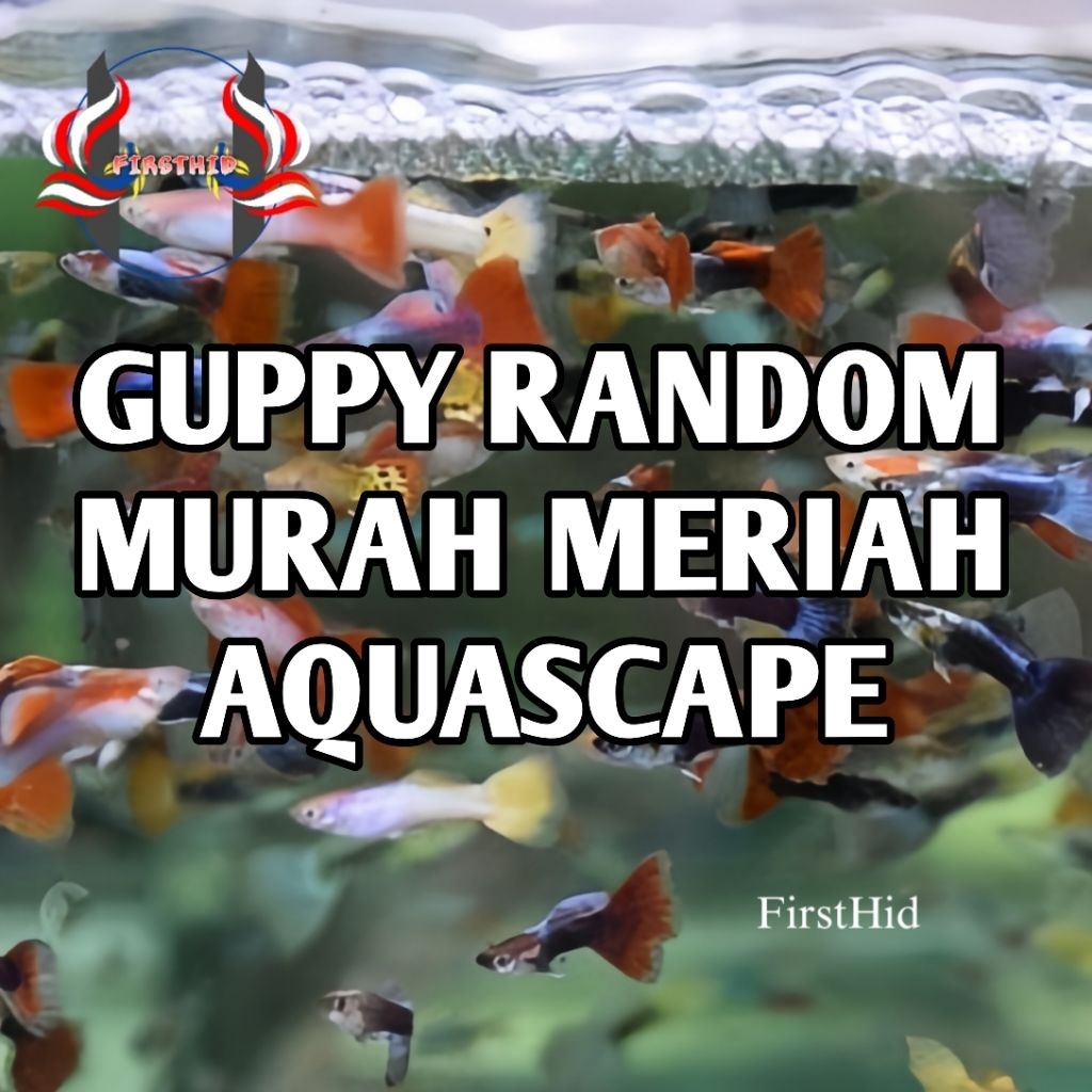 (1 P) Aquascape Guppy Acak Random Rijek Cendolan Murah Meriah Penghias Kolam Ruangan Aksesoris Akuar