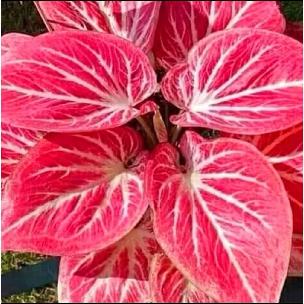 Tanaman Hias Caladium White Bone Bibit Bonggol / Tanaman Bonggol Keladi White Bone / Bisa cod