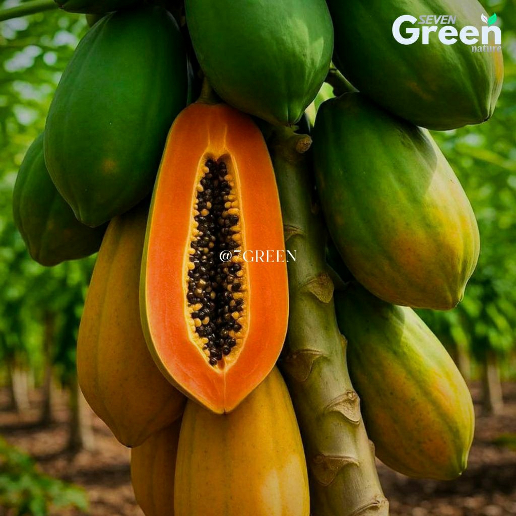 BIBIT TANAMAN PEPAYA CALIFORNIA SIAP TANAM