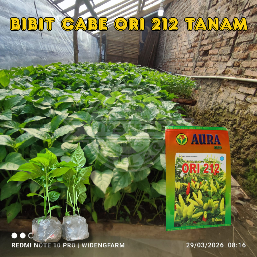 BIBIT CABE RAWIT ORI 212 siap tanam bibit unggul berkualitas