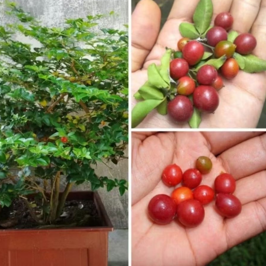 Jeruk kingkit (bahan bonsai)