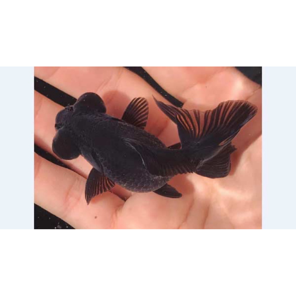 ikan mas koki lowo hiasan aquarium