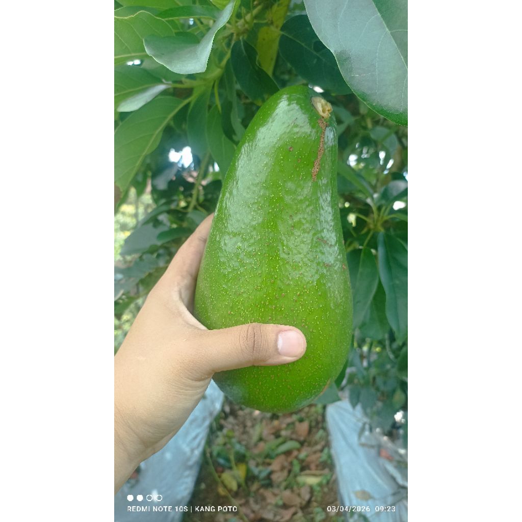 ALPUKAT PLUWANG