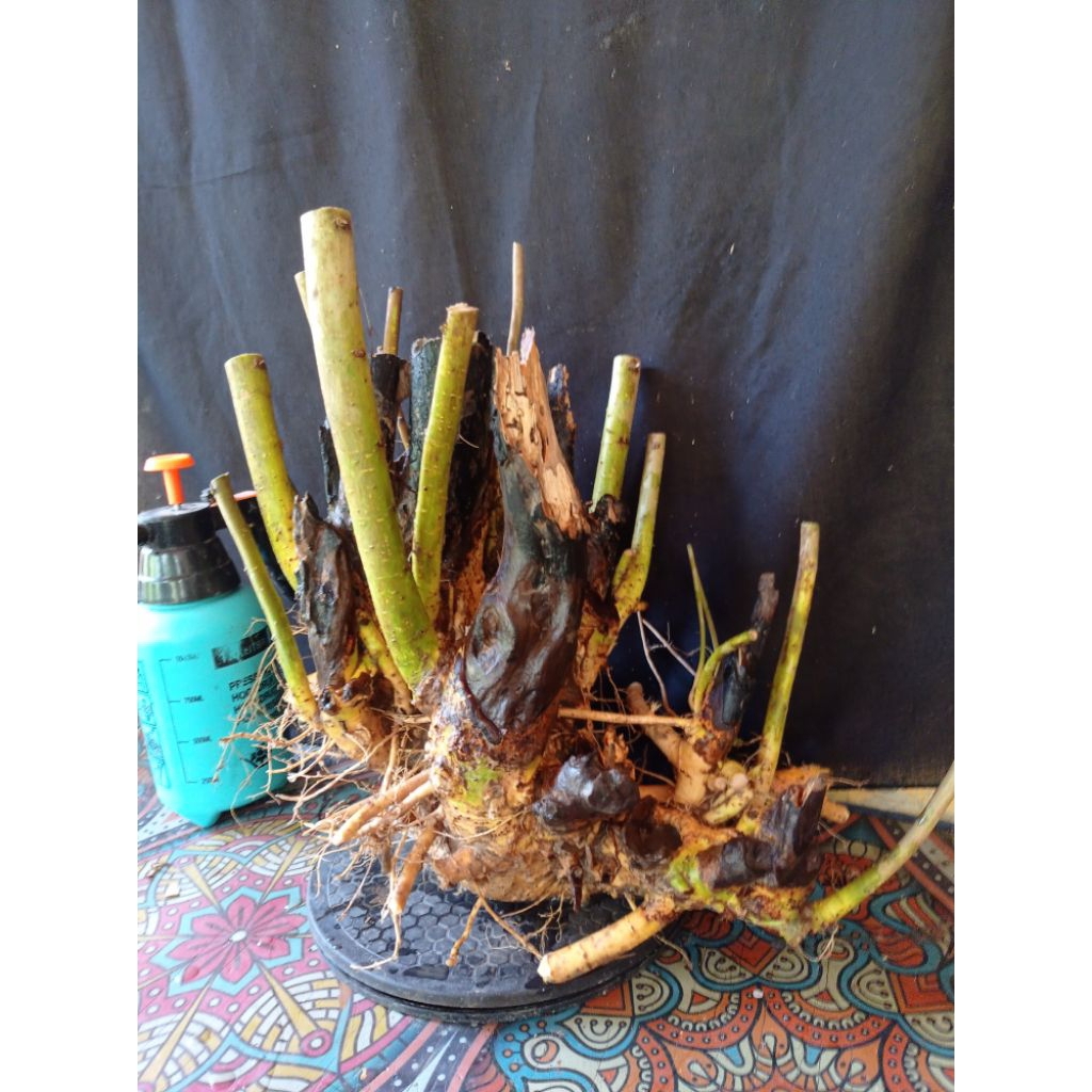 Bahan bonsai serut karakter istimewa besar