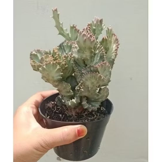 (Jumbo full pot 12 cm) Tanaman Hidup Kaktus Euphorbia Lactea Silver Kristata