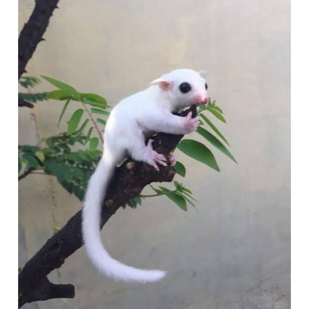 Sugar Glider Leucistic, Sugar glider Classic Grey