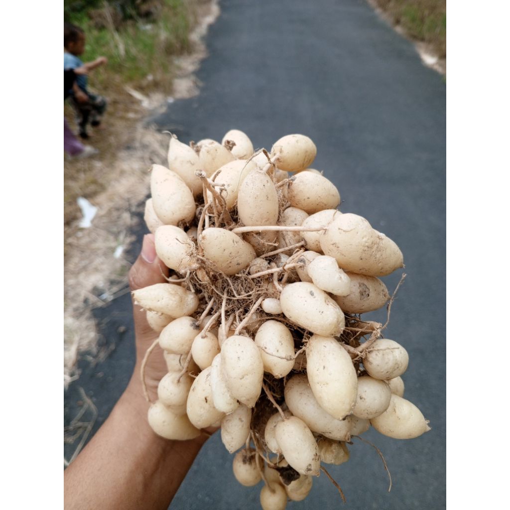 FRESH Kunyit Putih Gombyok Segar Berkualitas