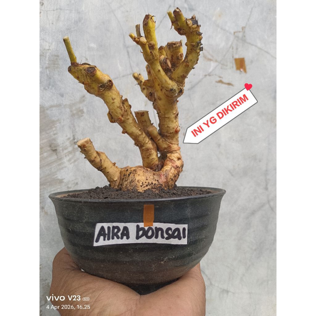 bahan bonsai serut dongkelan
