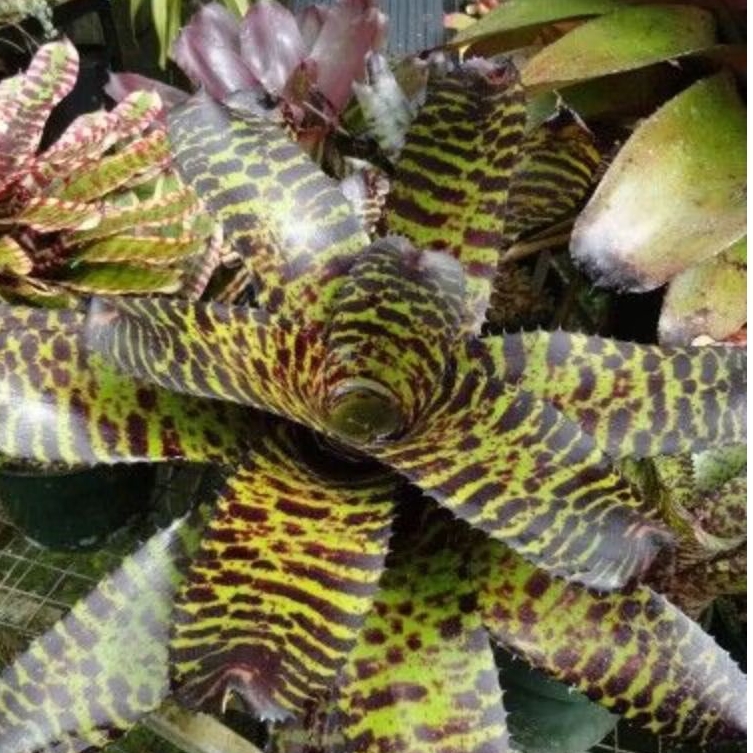 Bibit Tanaman Hias Bromelia Neoregelia Tiger