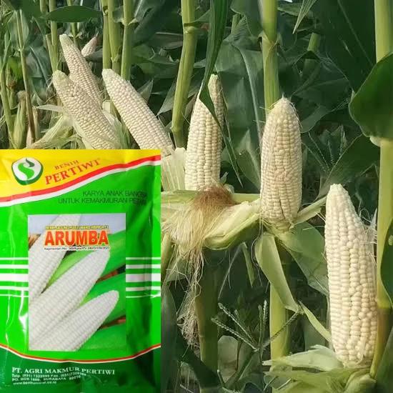 Benih / bibit jagung putih pulut manis ARUMBA jagung arumba 250 gr dari benih pertiwi jagung ketan m