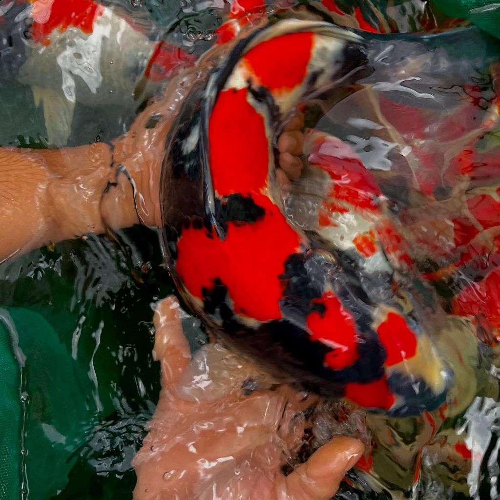 Koi Showa 12–14 cm Bibit Koi Showa Sanshoku Sehat Aktif Koi Hias Kolam