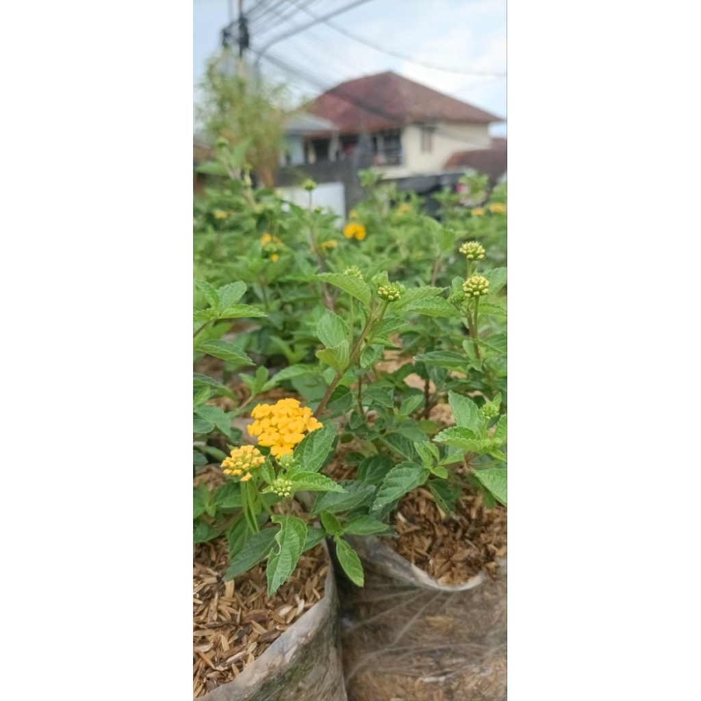 tanaman hias bunga lantana kuning (Lantana camara)