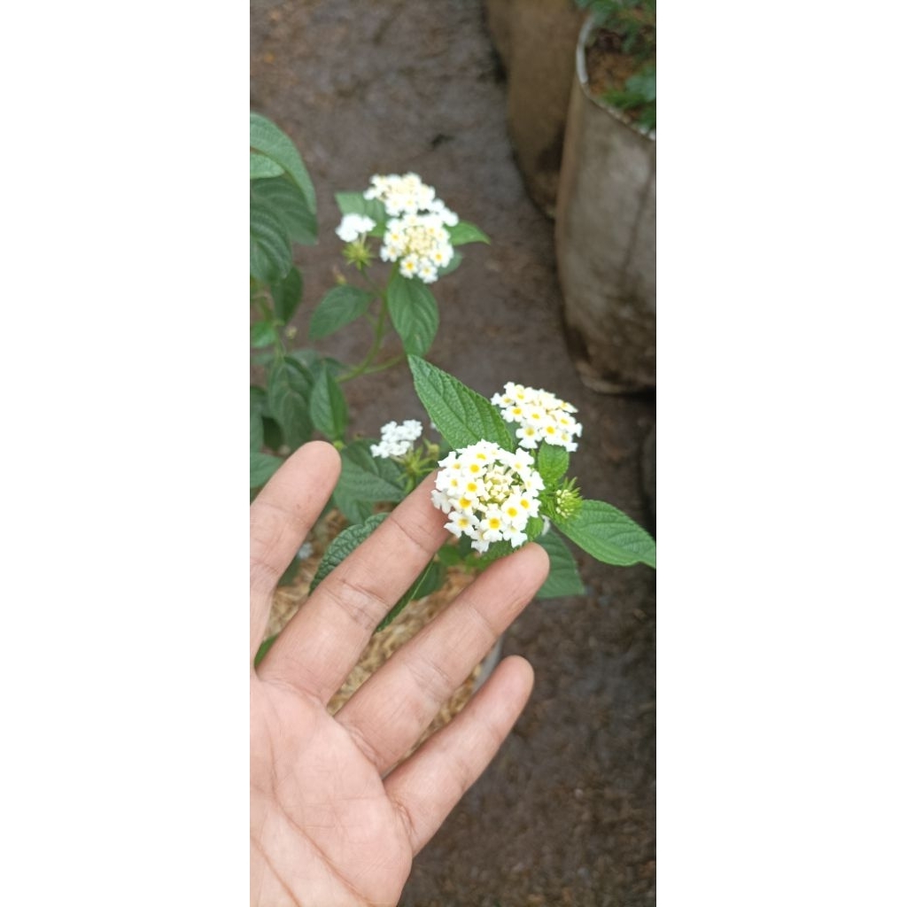 Tanaman hias bunga lantana putih (Lantana camara)