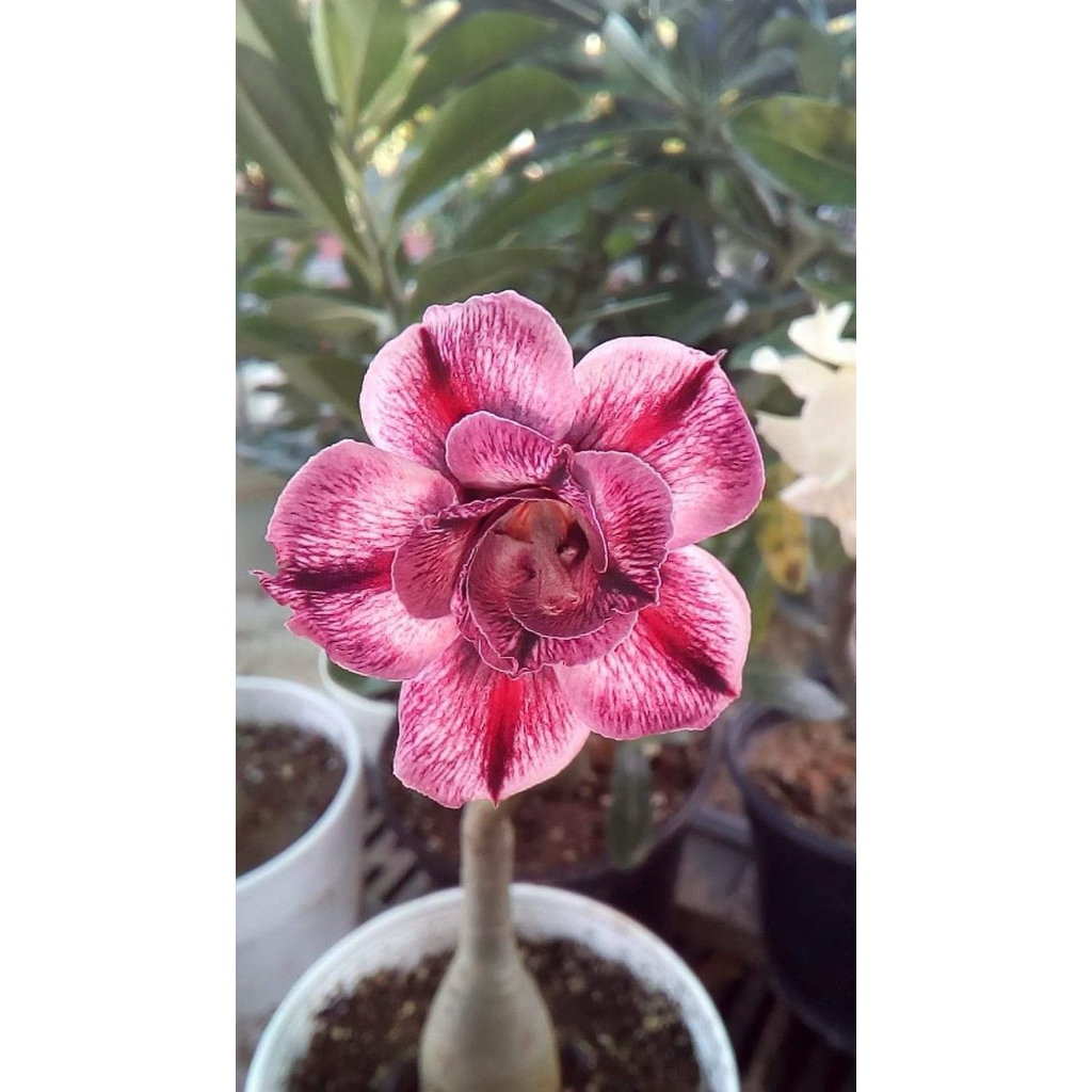 TANAMAN HIAS ADENIUM OBESUM TOY (THINK OF YOU) ROSE/BUNGA TUMPUK DESERT ROSE ADENIUM GRAFTED