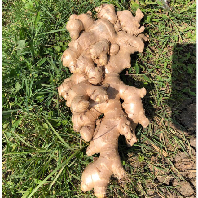 JAHE GAJAH SUPER REMPANG JUMBO 1000 GRAM