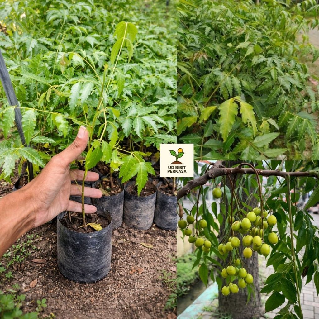 Bibit pohon mimba tanaman pohon mimba siap tanam