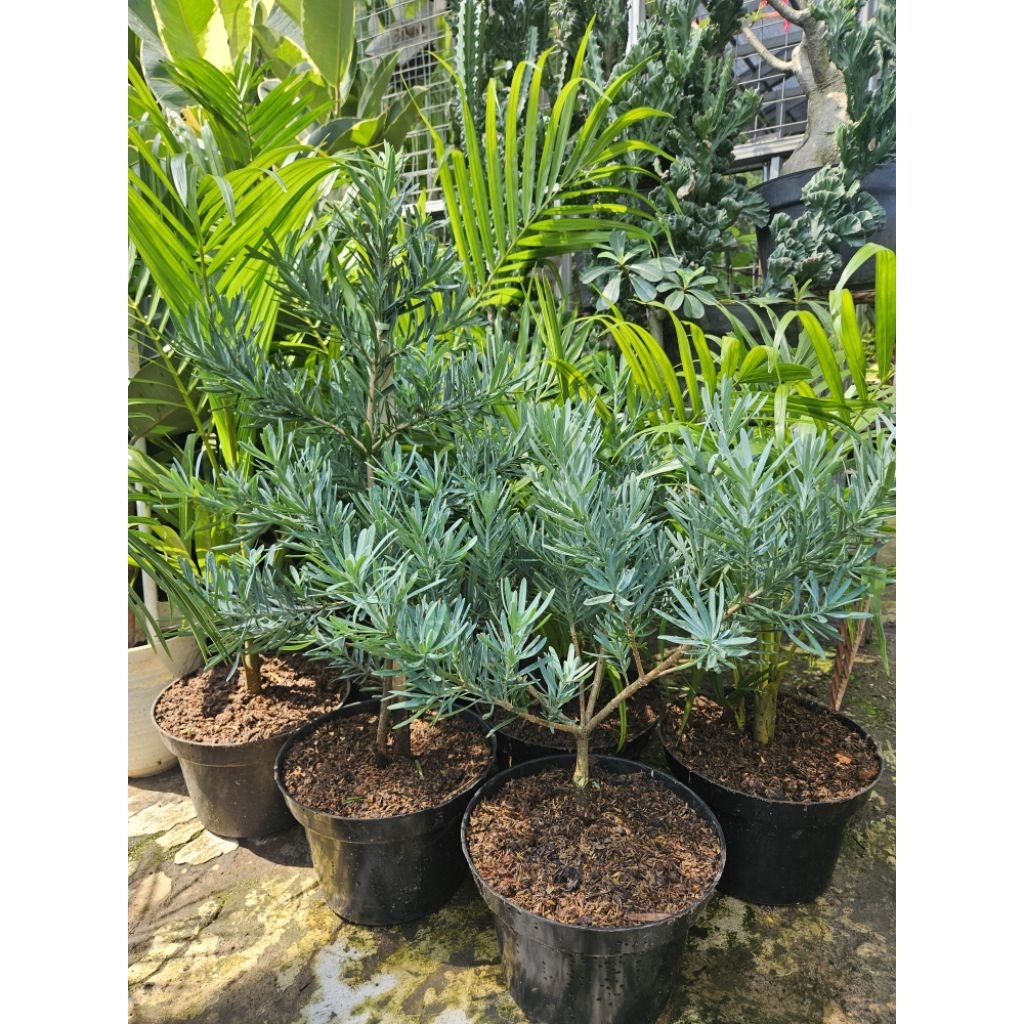 Lohansung Blue Ice Silver / Lohansung Silver / Tanaman Lohansung