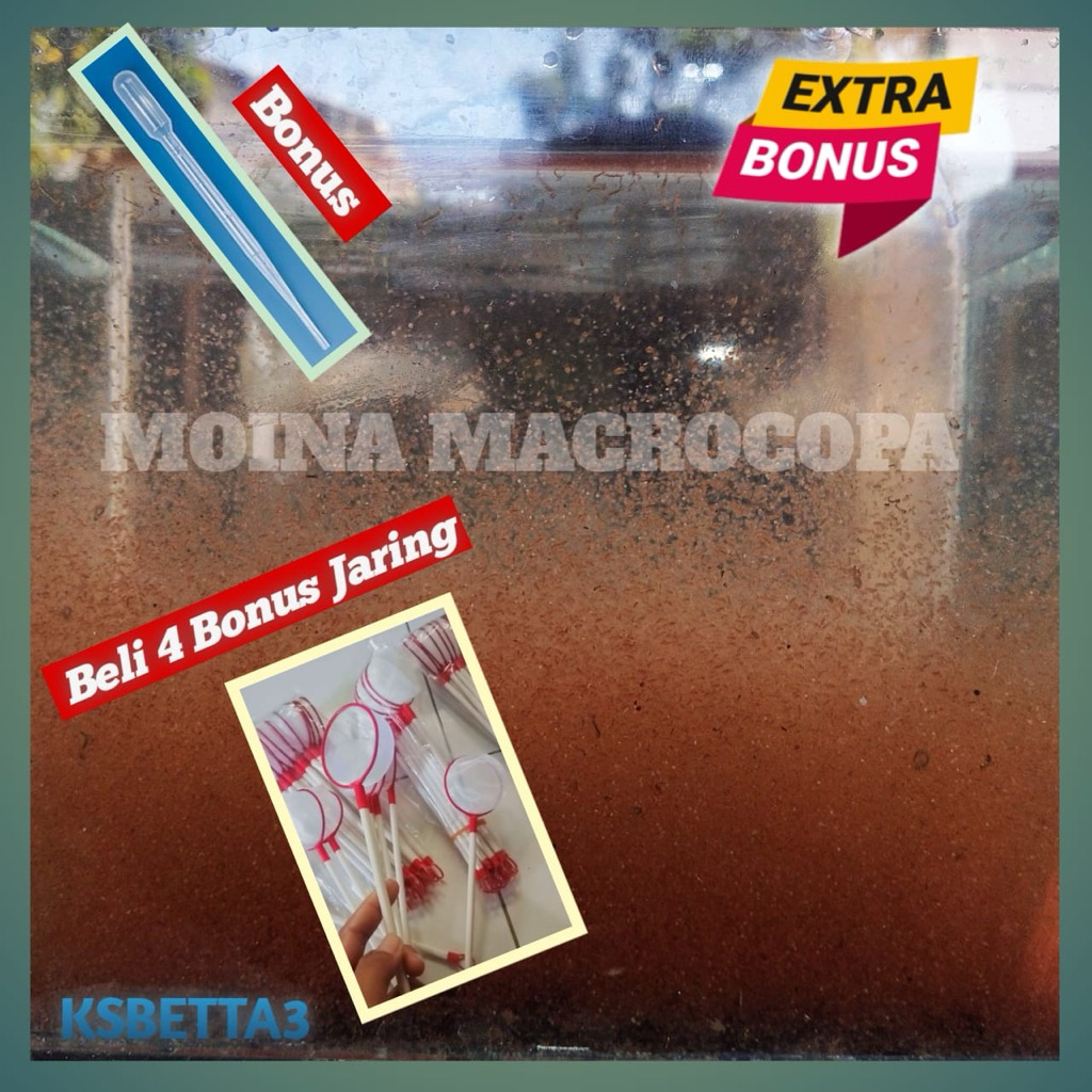 starter kutu air moina macropopa