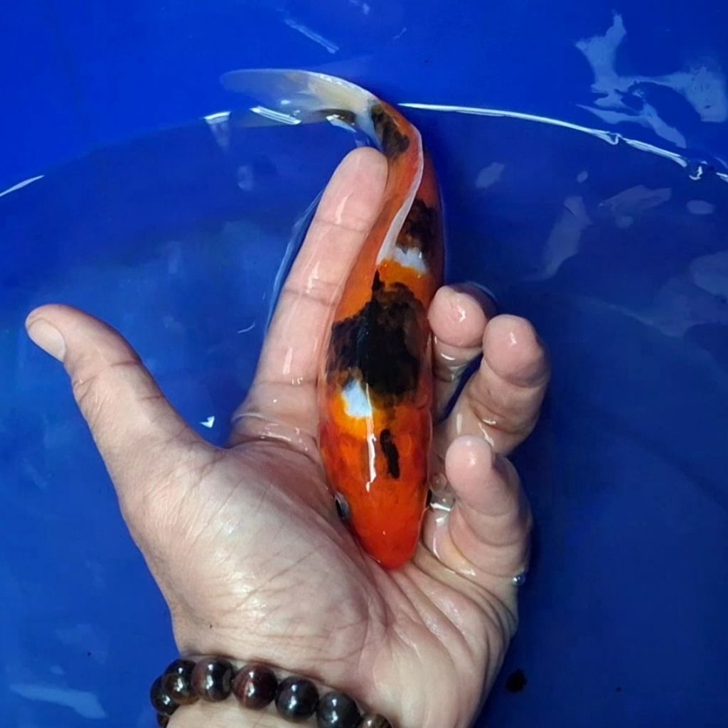 Ikan Koi Blitar Jenis Sanke / Rumah Koi Jakarta / kode 0022