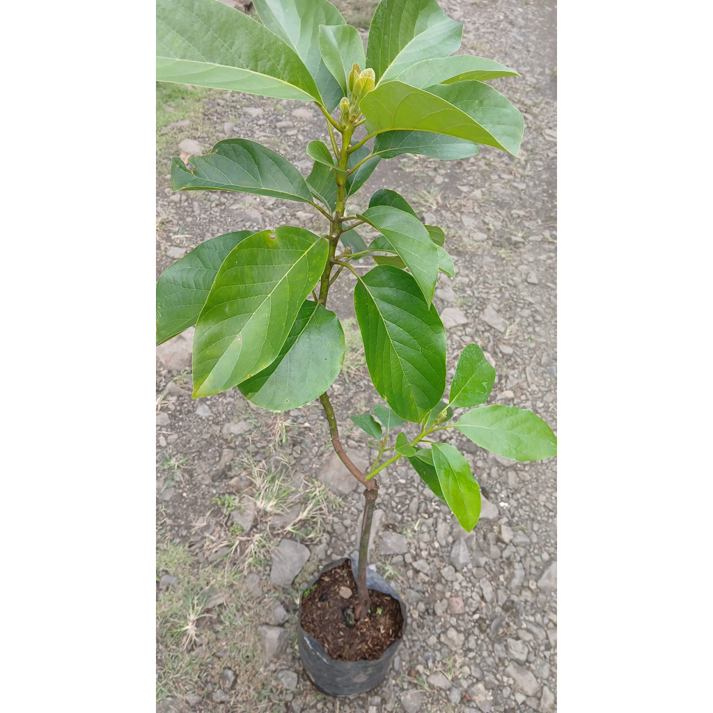 Bibit buah Alpukat Miki ( Siap Tanam )
