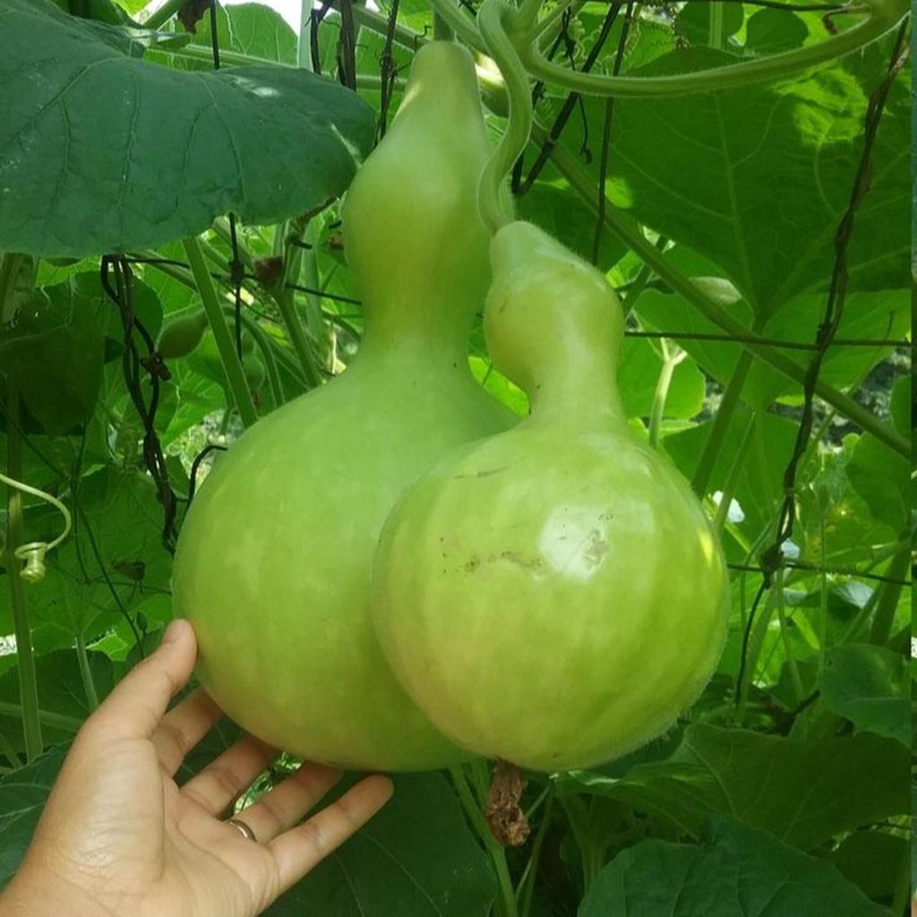 Biji Bibit Benih Tanaman Labu Botol Bottle Gourd Labu Air - Isi 10 Biji