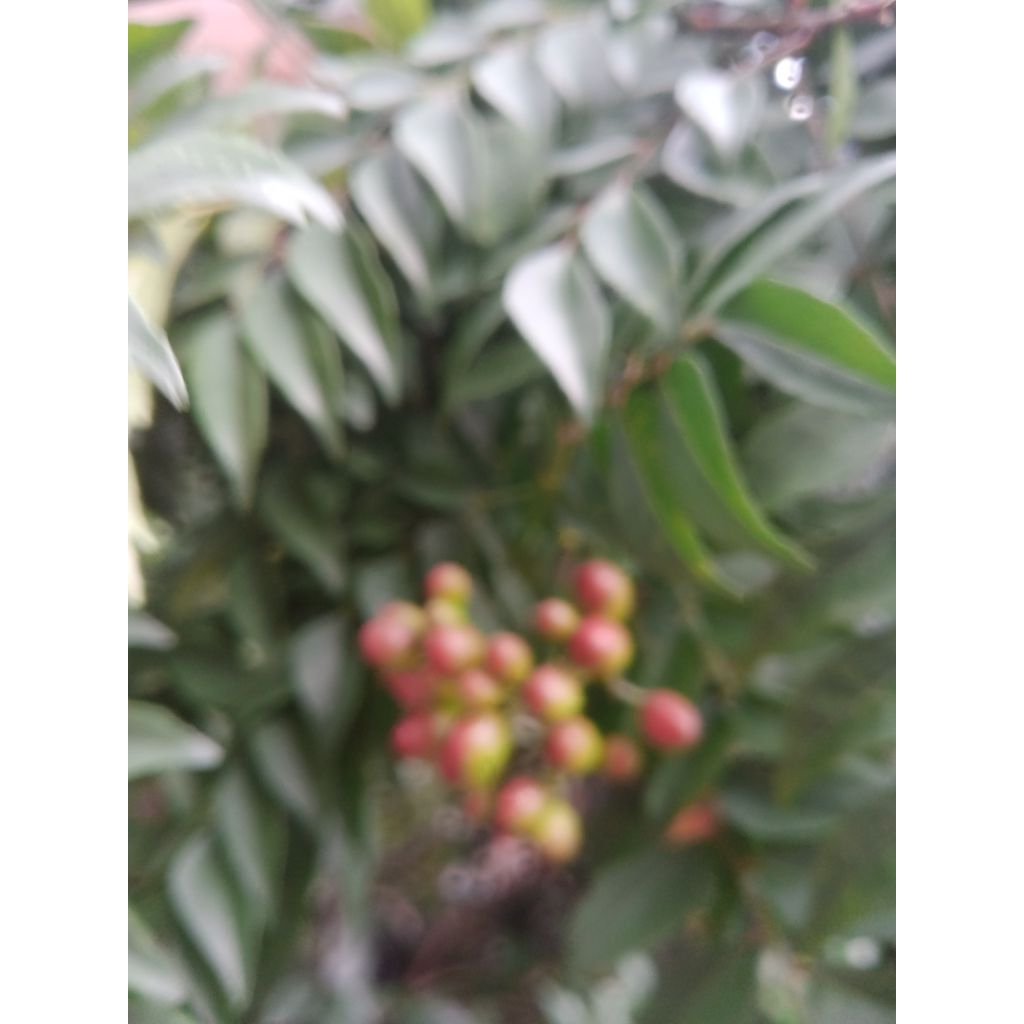 Daun Biji Kare Salam Koja Murraya konigi