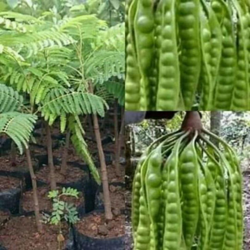 bibit petai okulasi