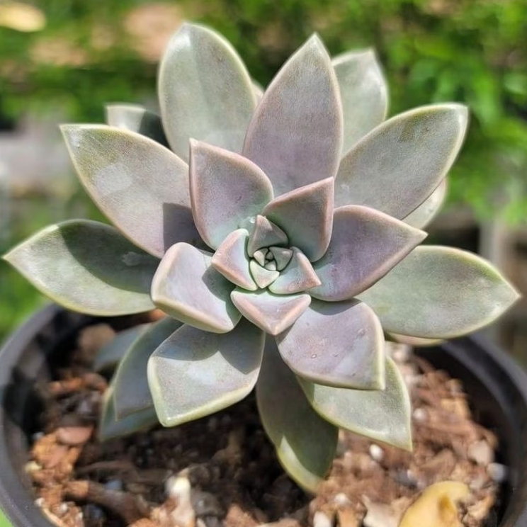 Kaktus Sukulen Hidup Mini Ghost Plant Free Pot