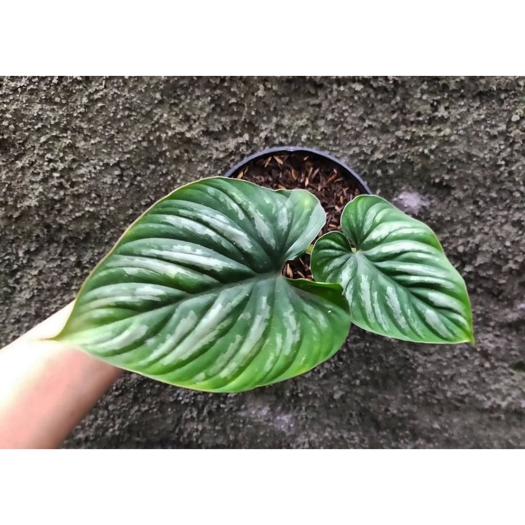 PHILODENDRON PLOWMANII