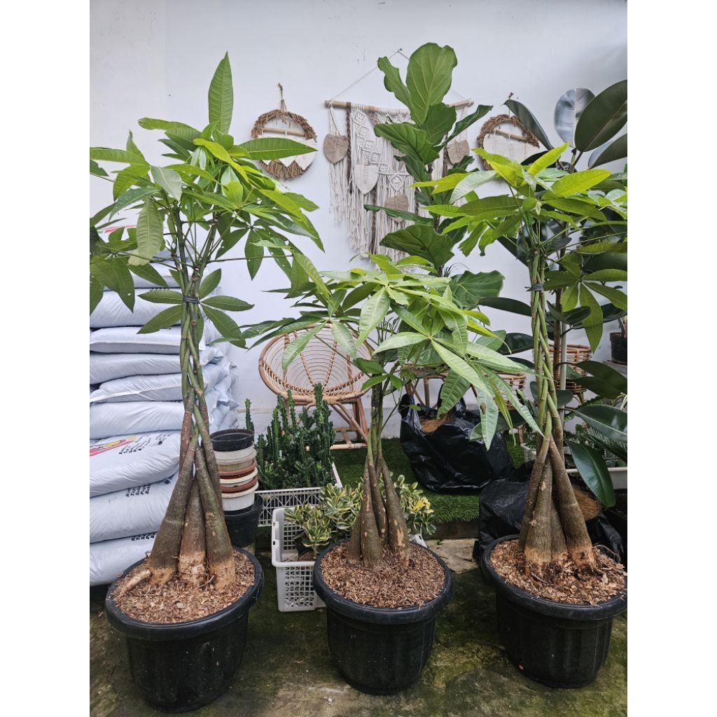 Pachira Aquatica Jumbo / Money Tree / Pachira