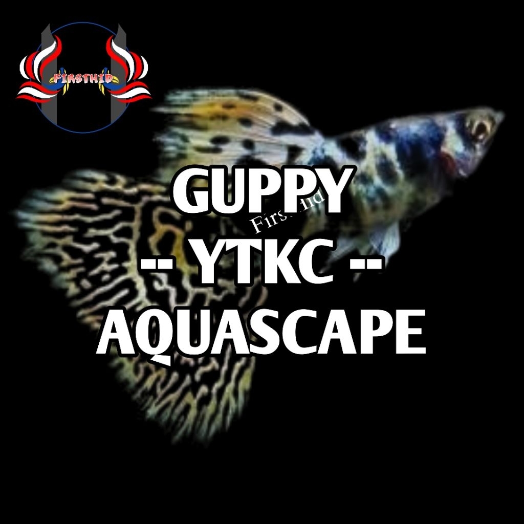 (1 P) GUPPY YTKC (Yellow Tiger King Cobra) Delta Tail penghias ruangan aksesoris akuarium aquascape