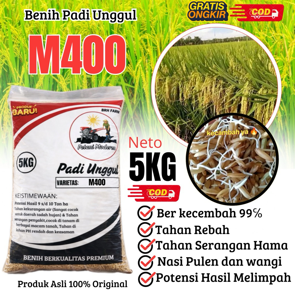 Benih Padi Unggul M400 kemasan 5kg 100% original