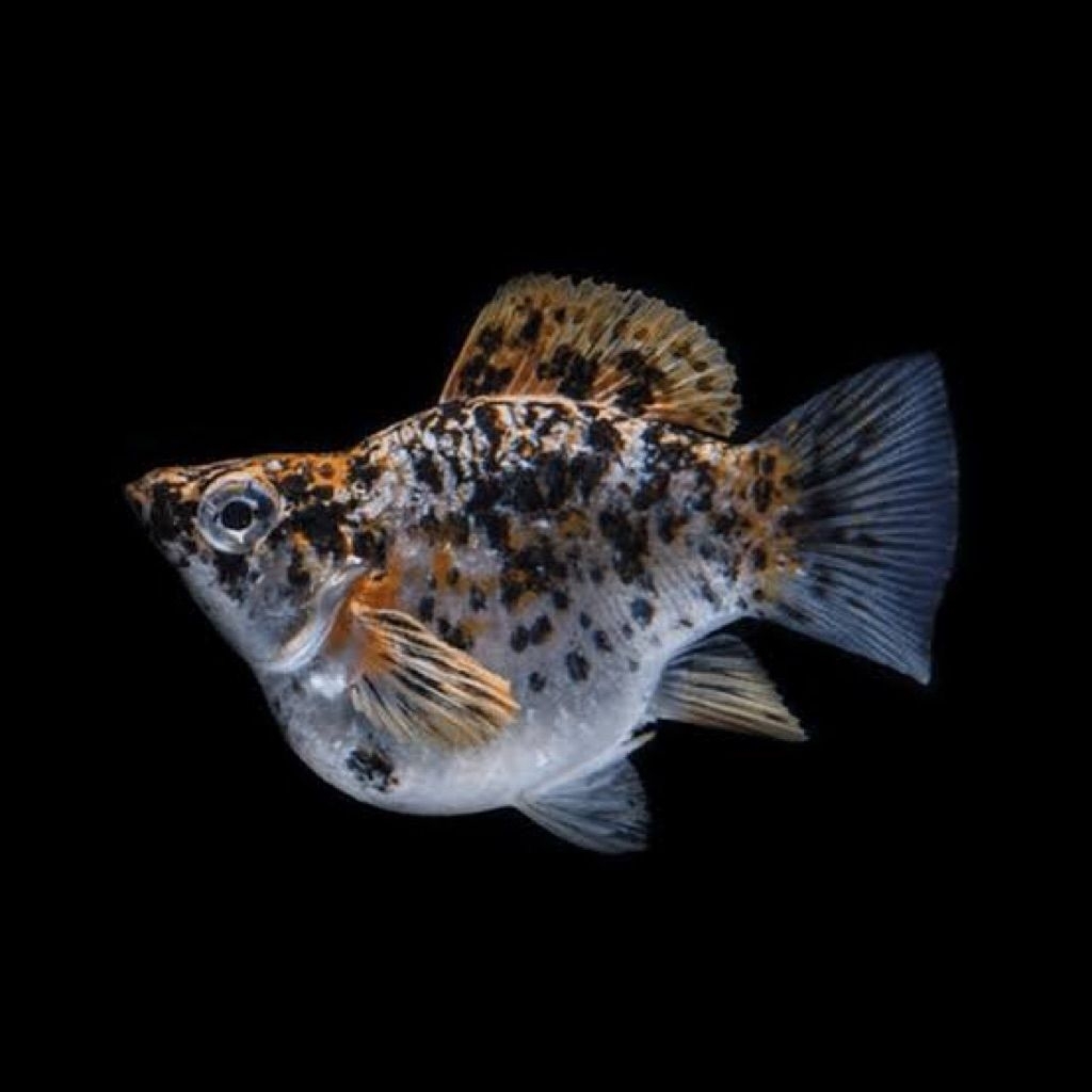 ikan molly calico balon