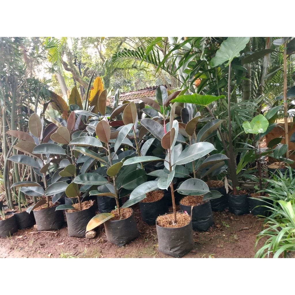 pohon karet kebo coklat tinggi 1 meter