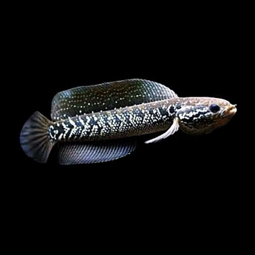Asiatica Exotic Fish | Hiasan Aquarium Ikan Chana | Ikan Gabus Hias