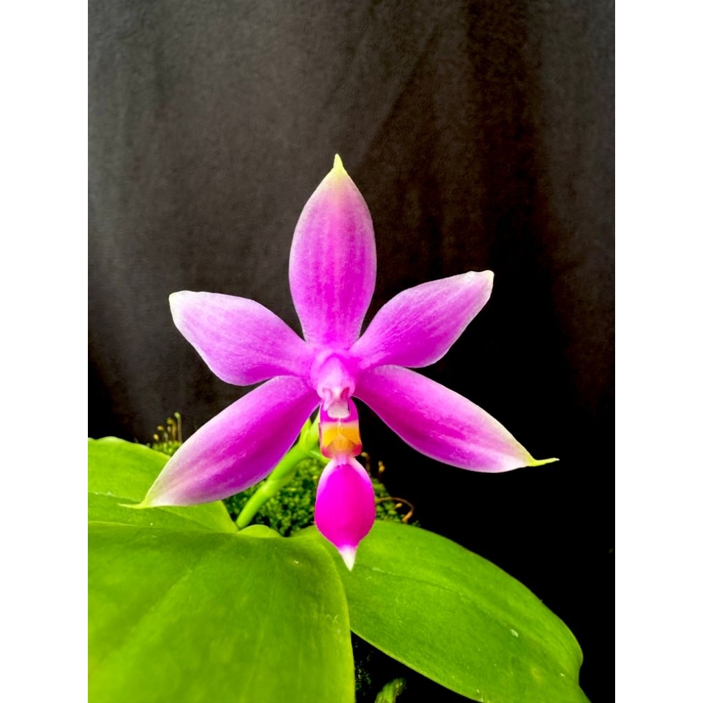 Phalaenopsis Violacea